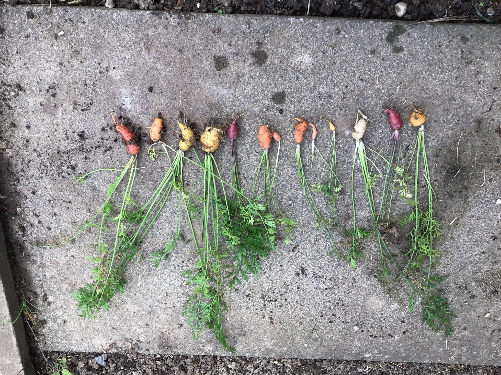 Image of Rainbow Carrots